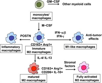 Tumor-Associated Macrophages: Therapeutic Targets for Skin Cancer